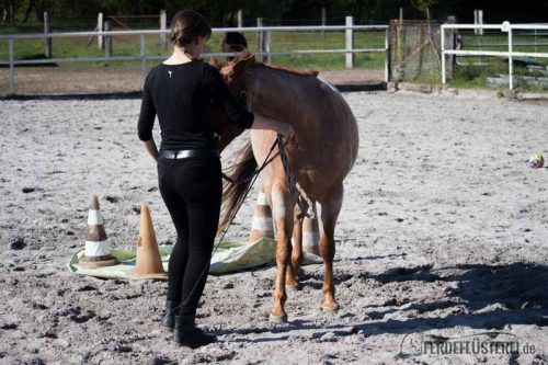 Gelassenheitstraining Pferd Anti-Schreck Training