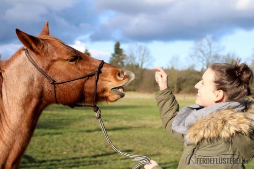Smile - wie du deinem Pferd das LÄcheln beibringst Tricktraining Pferd