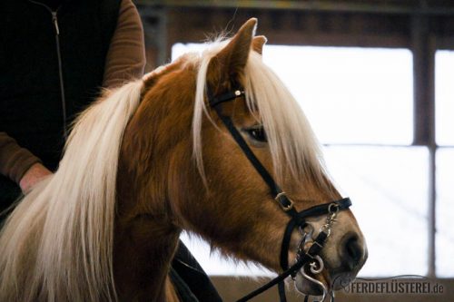 Bent Branderup Kurs akademische Reitkunst Haflinger