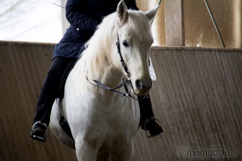 Bent Branderup Kurs akademische Reitkunst