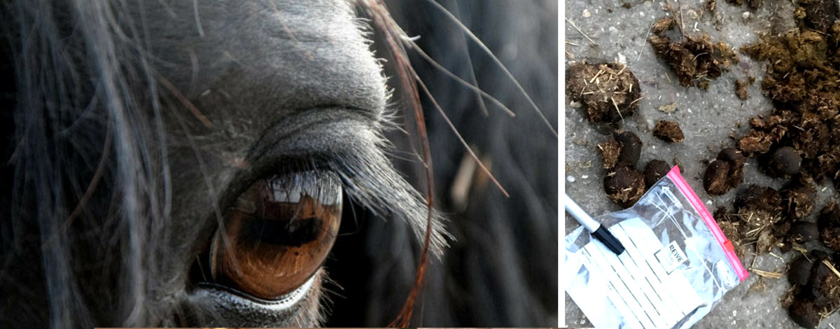 Dasselfliege Pferd Vorbeugen