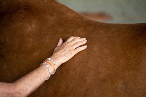 How to TTOUCH! Linda Tellington-Jones erklärt wie sie wirken 5