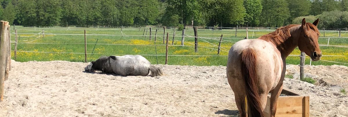 Stallwechsel Pferd Carey Fohlenhof Heutoy Heufresser