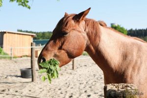 Stallwechsel Pferd Carey Fohlenhof Heutoy Heufresser