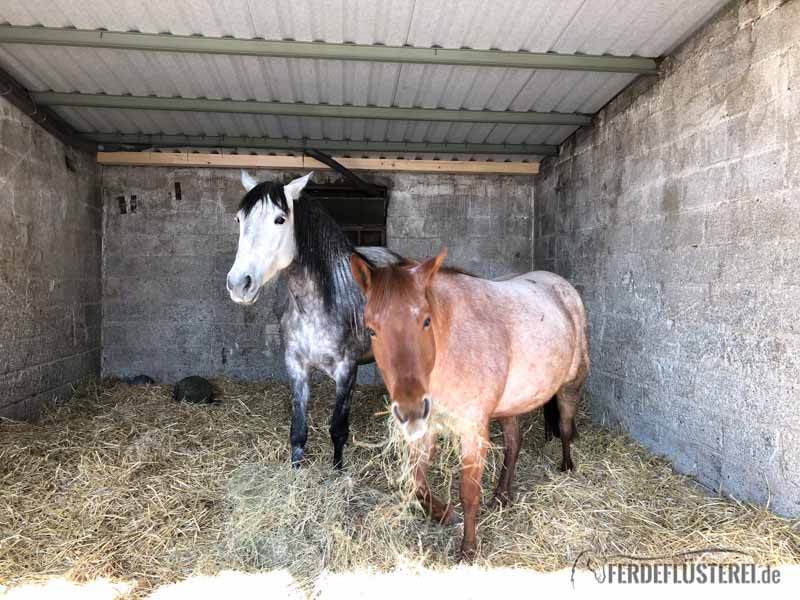 Altes Pferd Stallwechsel