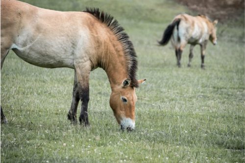 Przewalski-Pferde