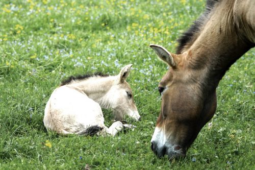 Przewalski-Pferde