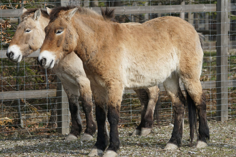 Przewalski-Pferde