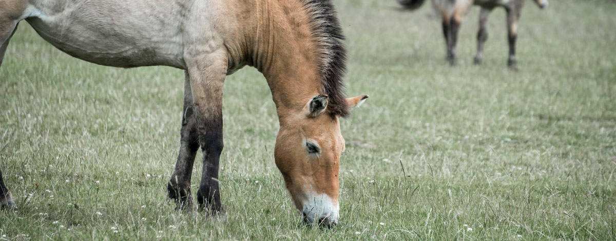 Przewalski-Pferde