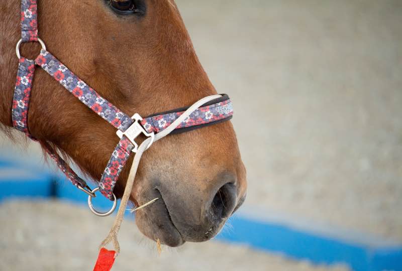 Führkette Pferd Richtig Verschnallen