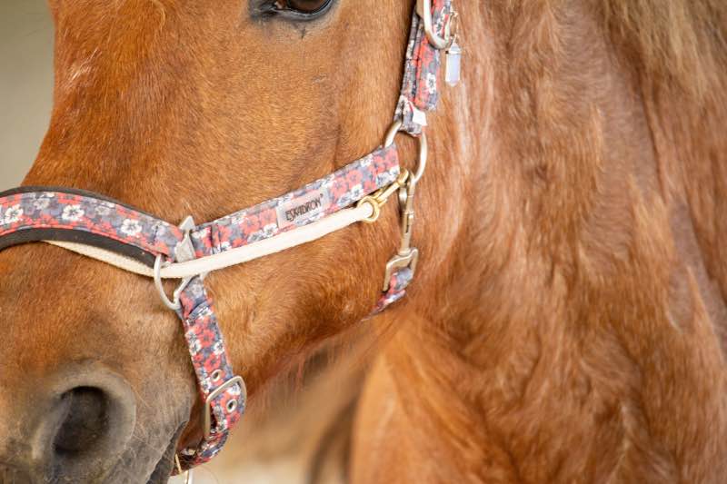 Führkette Pferd Richtig Benutzen