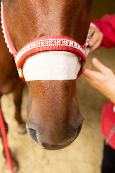 Anke Recktenwald Balance Pads Körperbänder Tellington