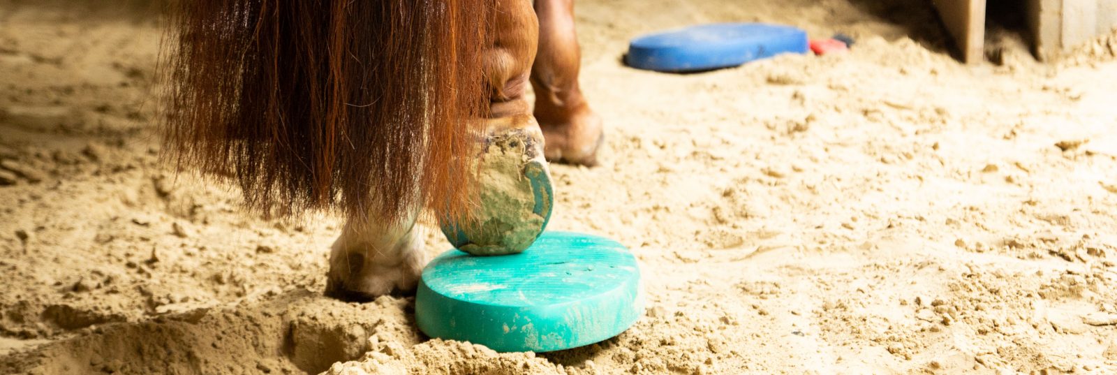 Balance Pads! So kannst du sie mit deinem Pferd trainieren