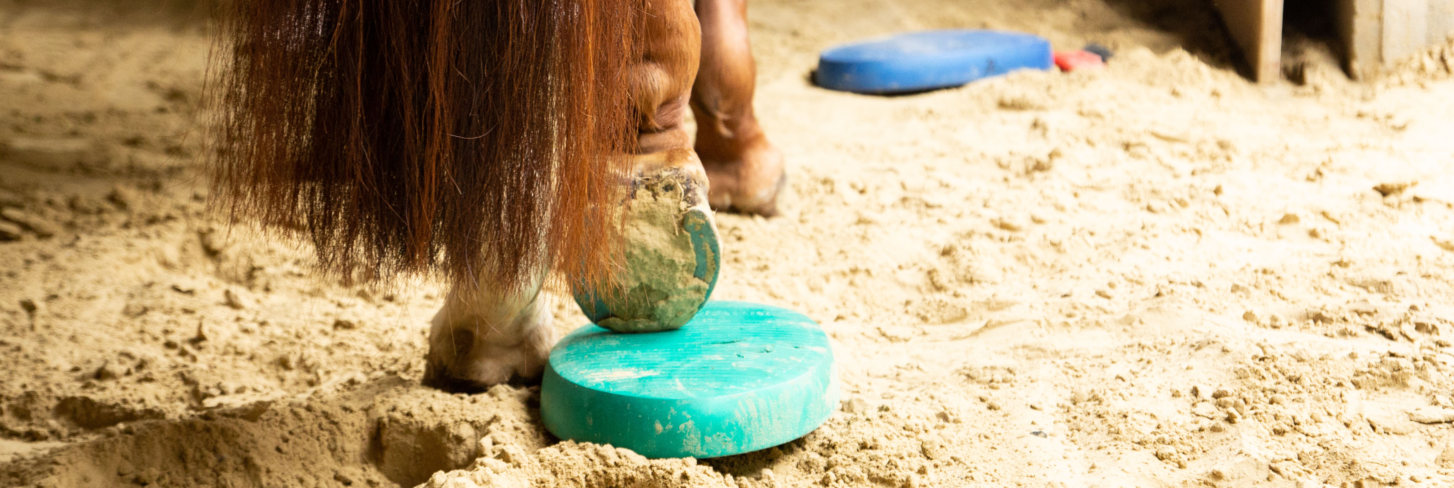 Anke Recktenwald Balance Pads Körperbänder Tellington