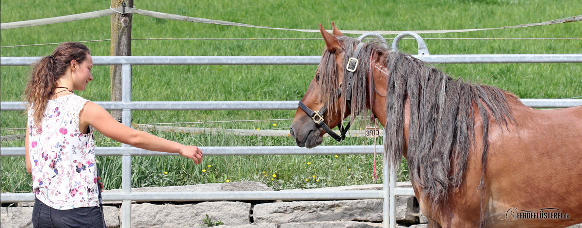 NAtive Horse Instagram Mustang