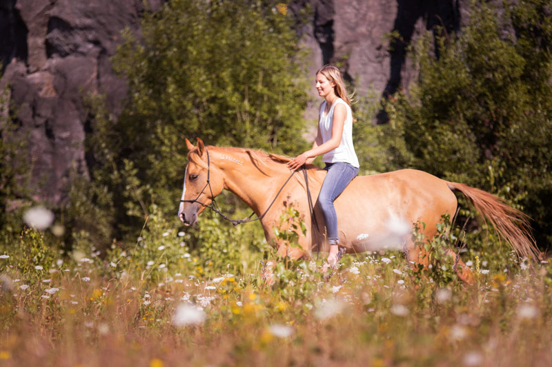 Native Horse Instagram Mustang