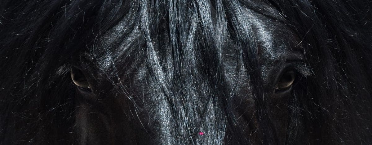 Pferde Events 6 Dinge Die Du Aus Pfernetzt Lernen Kannst