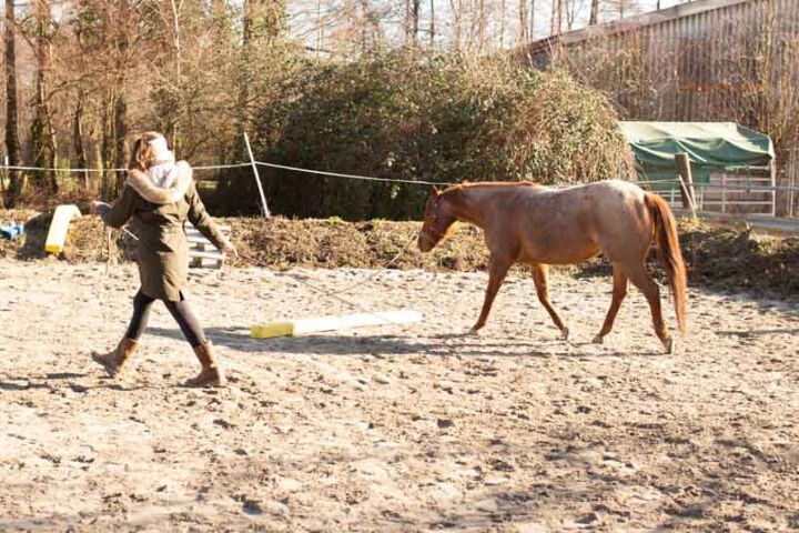 Relaquine Pferd Silvester