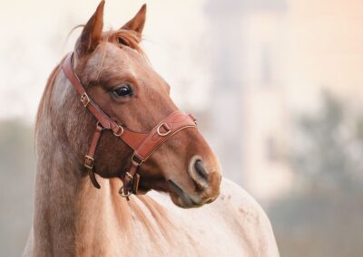 Trainingsplan nach der Pause