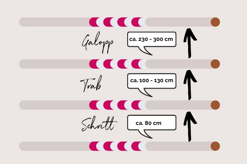 Stangentraining Pferd so gehts - Abstände zwischen den Stangen