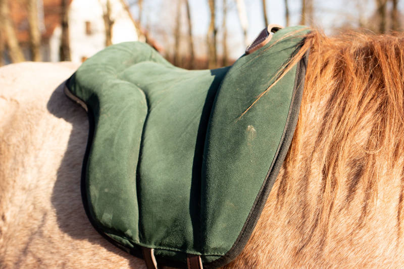 Zwei Sätze, die die Beziehung zu deinem Pferd vergiften können 2 Zwei Sätze, die die Beziehung zu deinem Pferd vergiften können 2