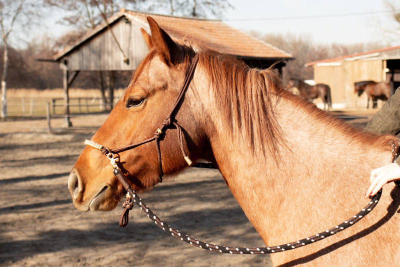 Pferd mit Sidepull-Knotenhalfter