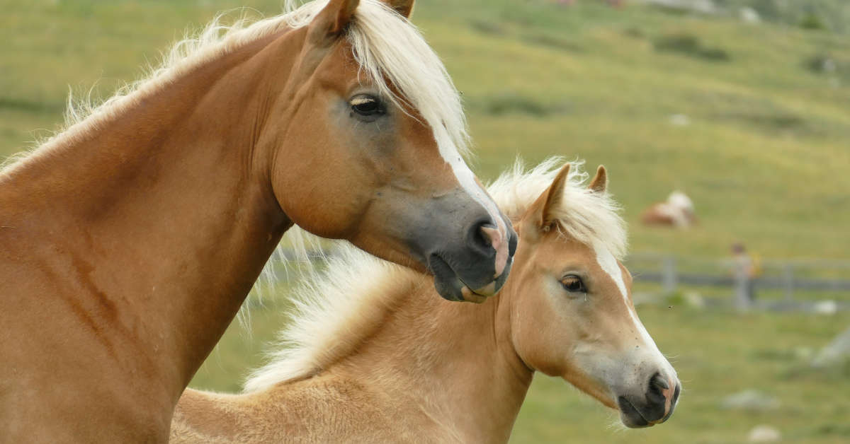 Haflinger Pferdeflusterei Dein Pferdefreundlicher Shop Blog