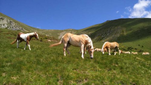 Haflinger 9