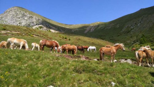 Haflinger 5