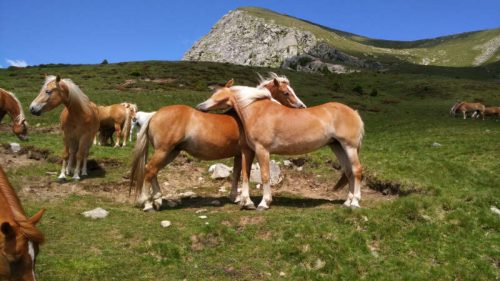 Haflinger 4