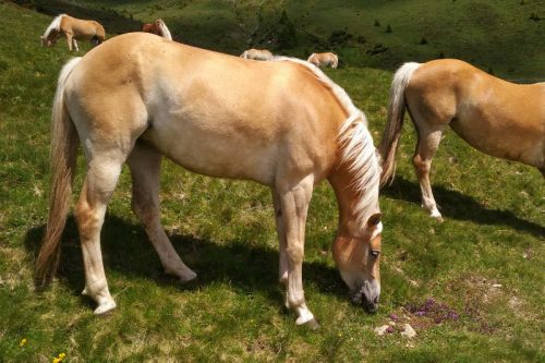 Haflinger 8