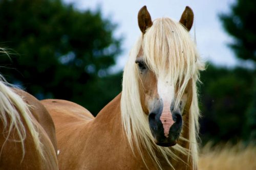 Haflinger 6