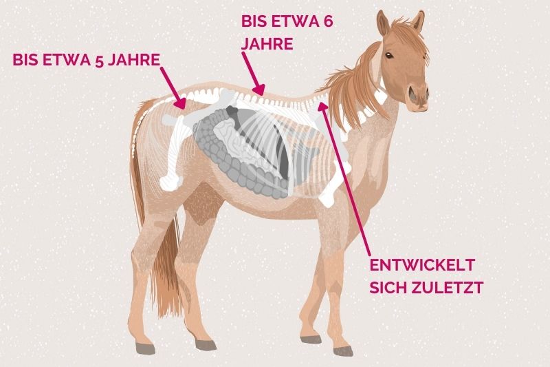 Jungpferd Grafik Carey Wachstum