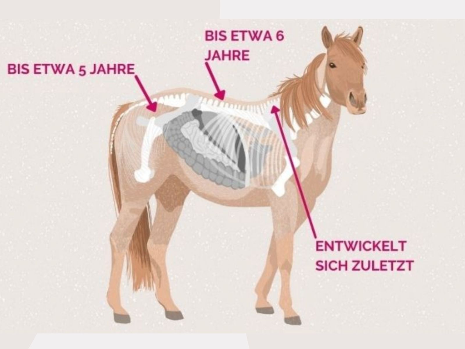 Jungpferd Fakten: Die wichtigsten Punkte für Jungpferdebesitzer 1 Jungpferd - Carey Grafik