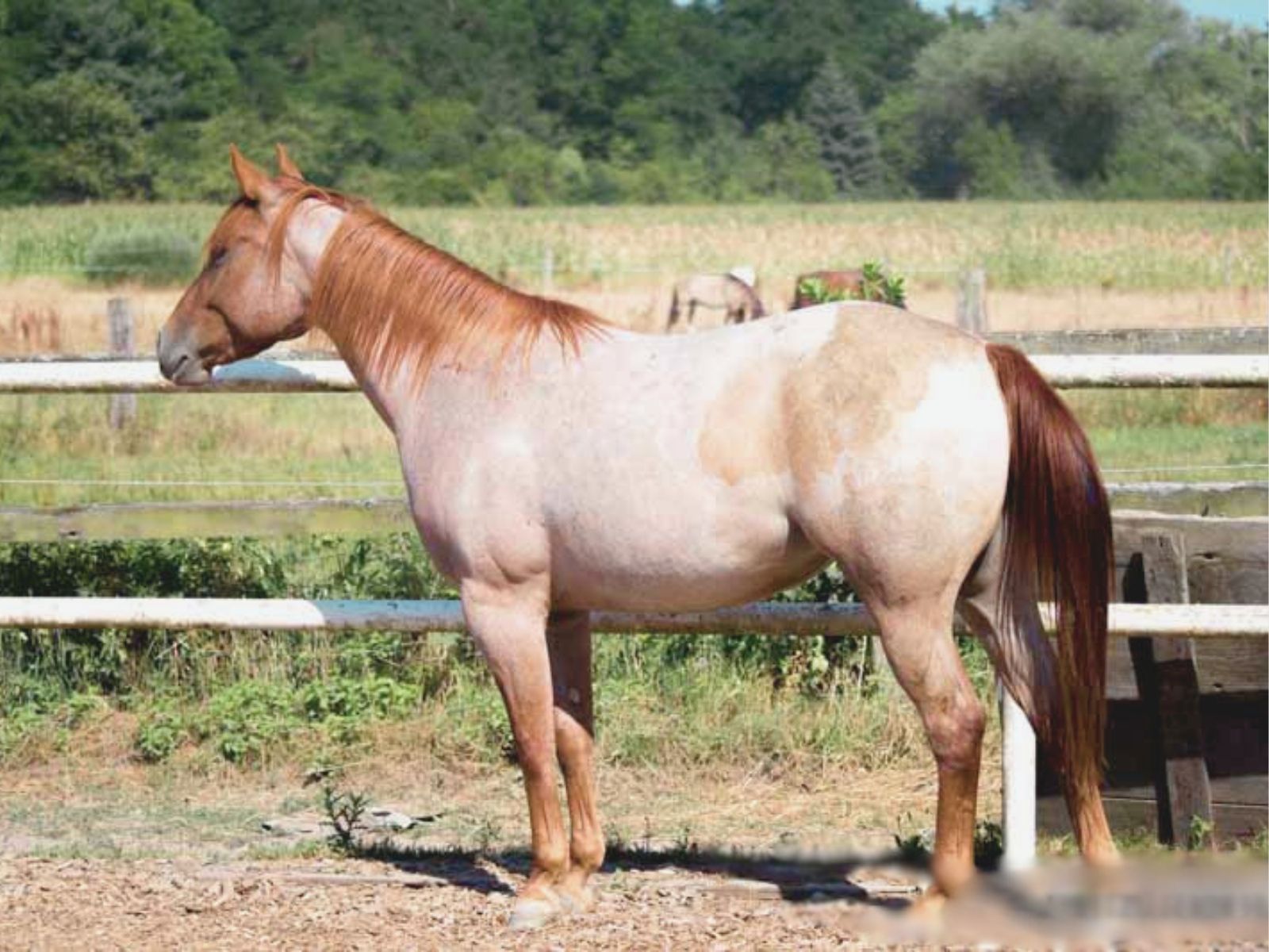 Jungpferd Fakten: Die wichtigsten Punkte für Jungpferdebesitzer 2 Carey Quarterhorse Jungpferd