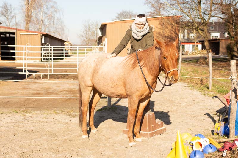 Junges Pferd Aufsteigen üben