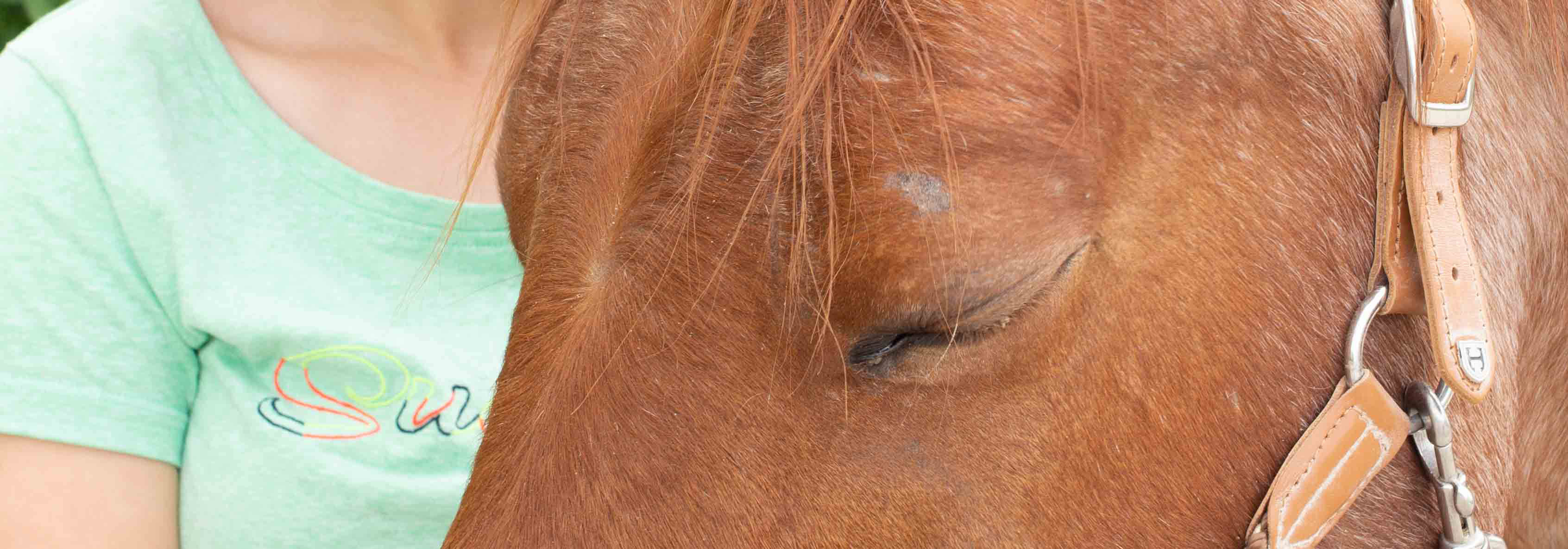 Trust Technique mit dem Pferd