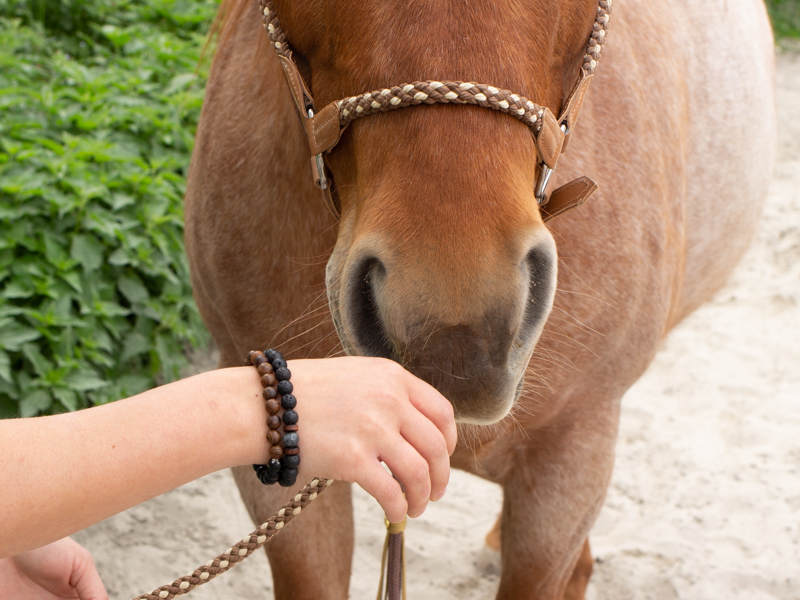 Trust Technique mit dem Pferd