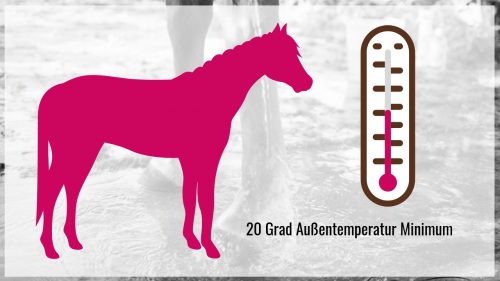 Pferd richtig waschen! Die wichtigsten 10 Schritte