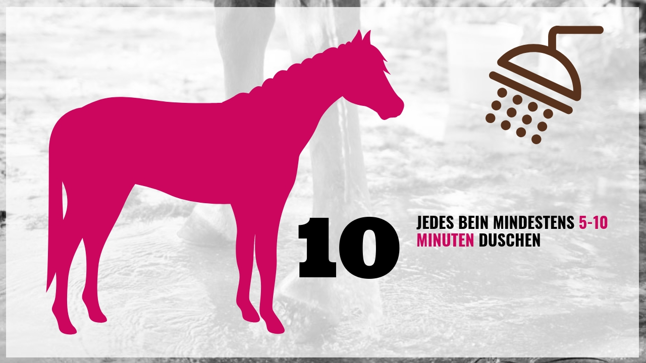 Pferd richtig waschen! Die wichtigsten 10 Schritte 6 Pferd richtig waschen! Die wichtigsten 10 Schritte 4