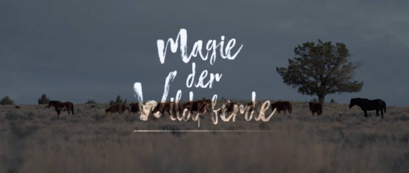 Filmtipp! Magie der Wildpferde 10 Filmtipp! Magie der Wildpferde 10