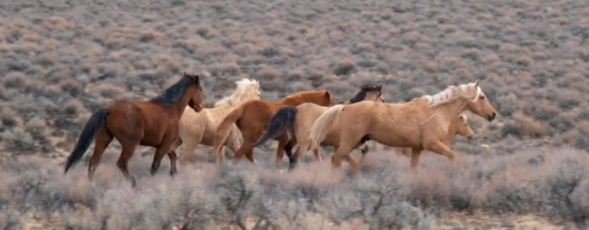 Magie Der Wildpferde