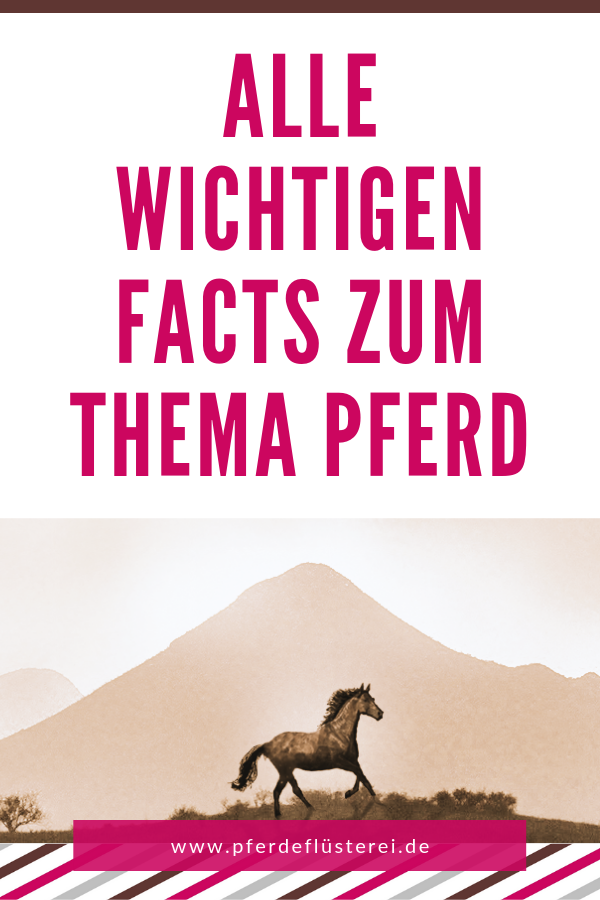 Alle wichtigen Facts zum Thema Pferd