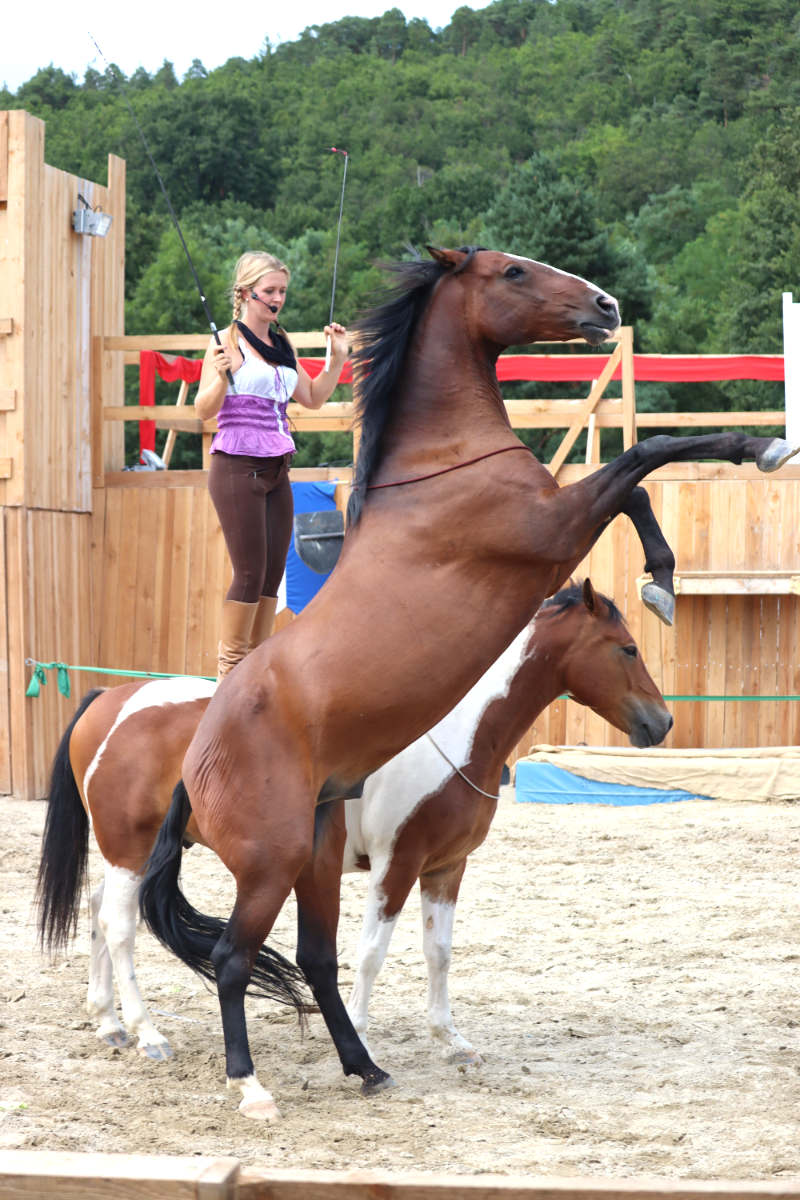 Wie du ein richtig gelassenes Pferd bekommst! Tipps von einer Stuntfrau aus ihrem Training mit Showpferden 2