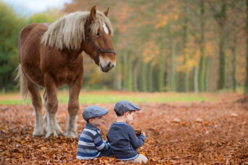 Perfect Match? Kinder und Pferde