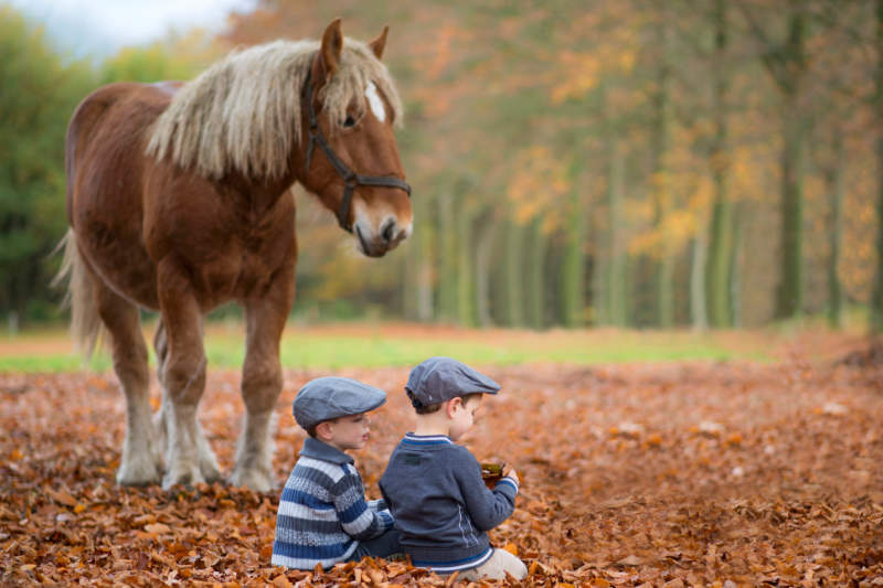 Perfect Match? Kinder und Pferde 3