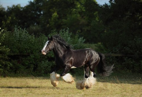 Shire Horse 2