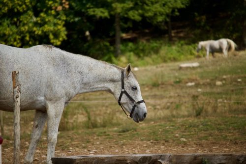 Berber 4