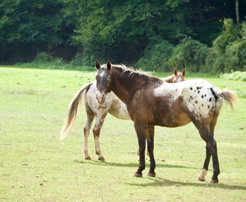 Appaloosa 2