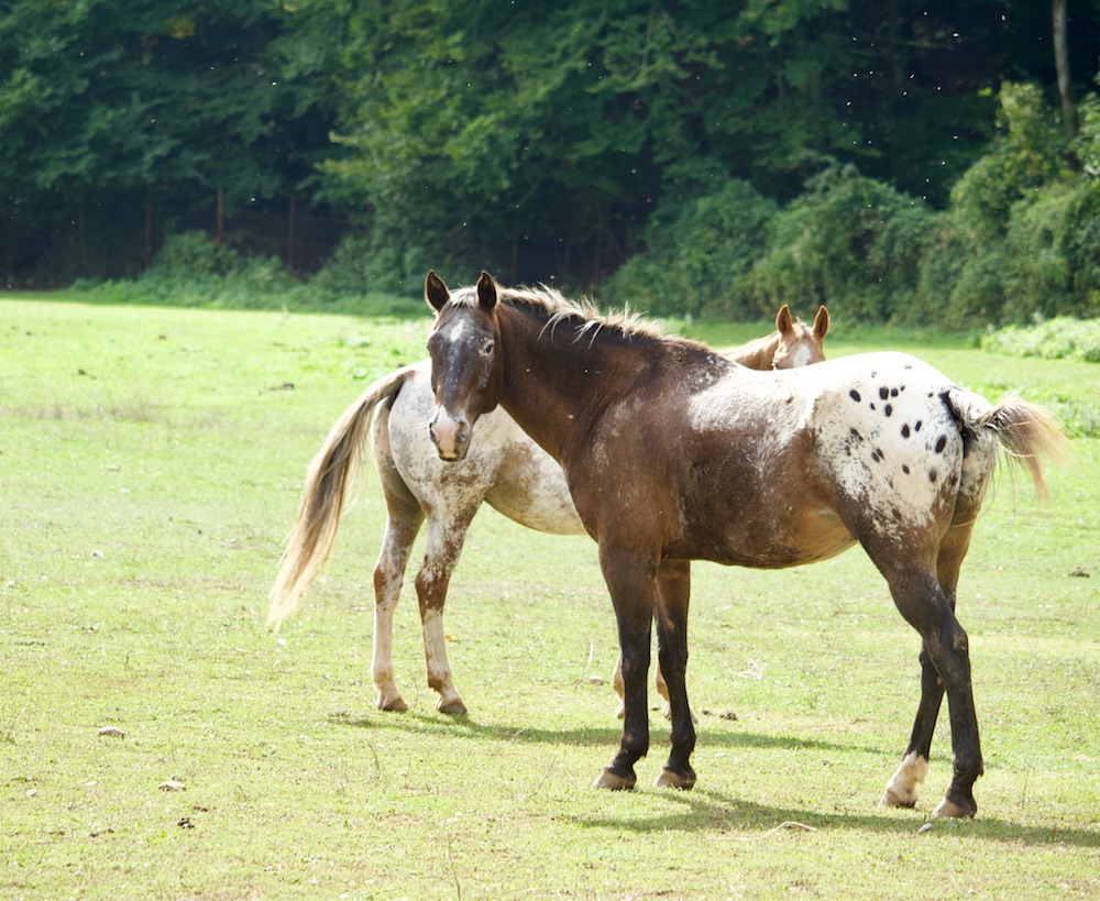 Appaloosa 1